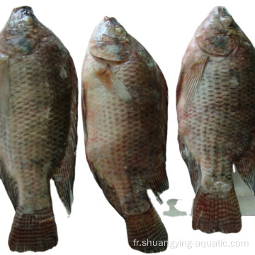 Poisson congelé iqf tilapia entier éviscéré en vrac